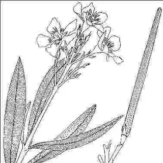thumbnail for publication: Nerium oleander 'Sister Agnes': 'Sister Agnes' Oleander